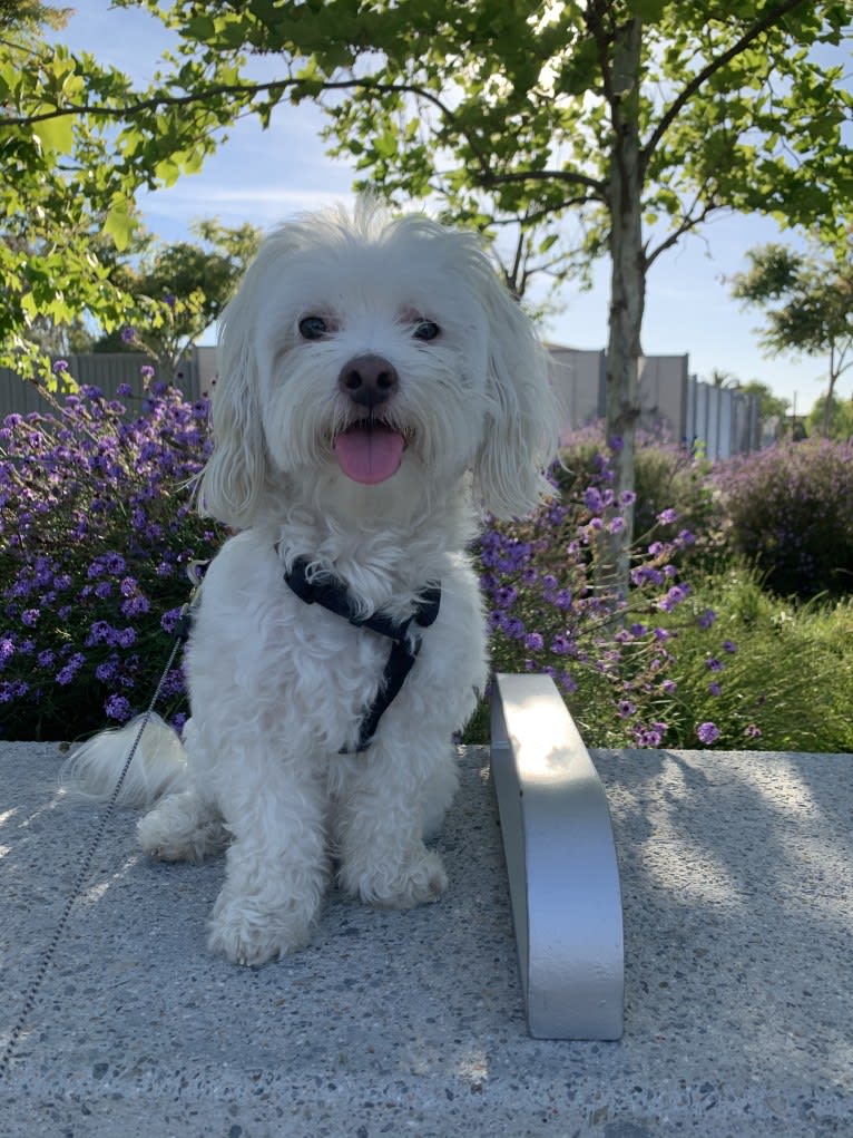 koji, a Poodle (Small) and Chihuahua mix tested with EmbarkVet.com