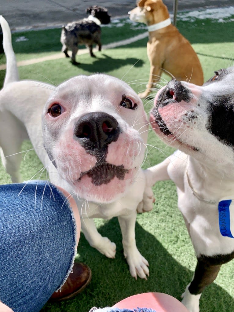 Tiptoe, an American Pit Bull Terrier and Great Pyrenees mix tested with EmbarkVet.com