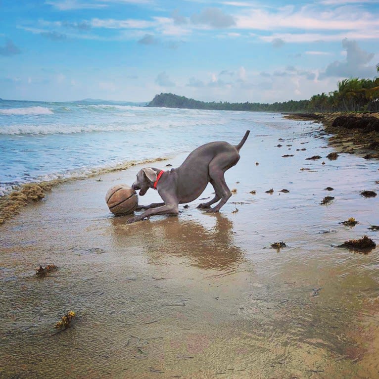 Arya the Weim, a Weimaraner tested with EmbarkVet.com