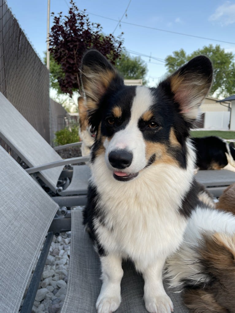 Savi, a Pembroke Welsh Corgi tested with EmbarkVet.com