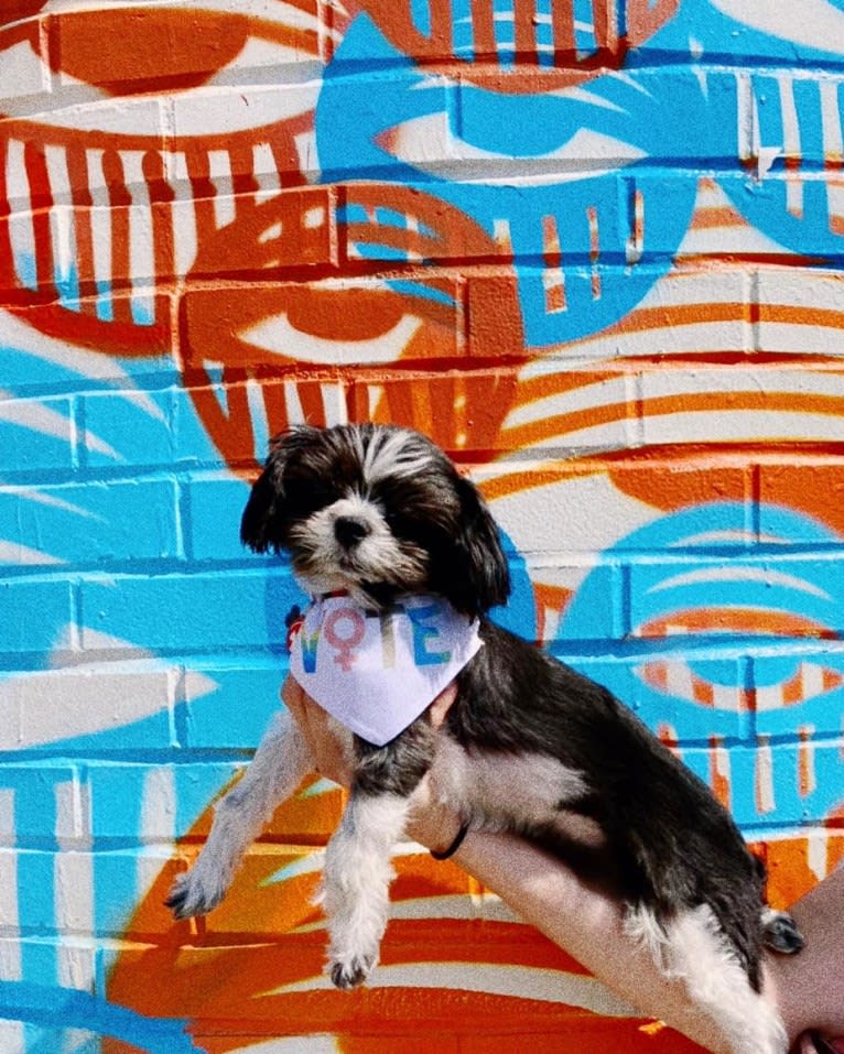 Texas Pete, a Shih Tzu and Maltese mix tested with EmbarkVet.com