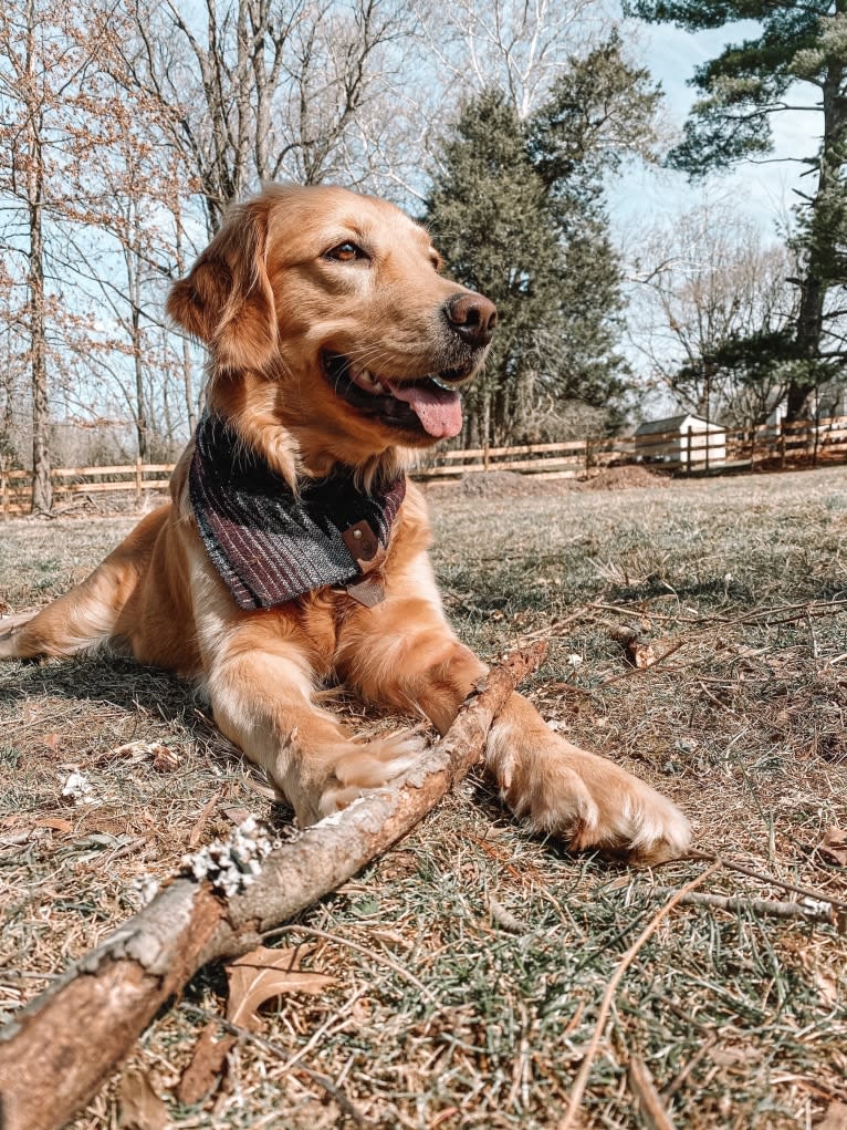 Marley, a Golden Retriever tested with EmbarkVet.com