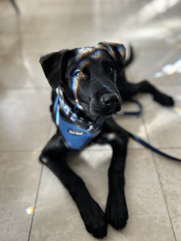 Rio, a Rottweiler and Golden Retriever mix tested with EmbarkVet.com