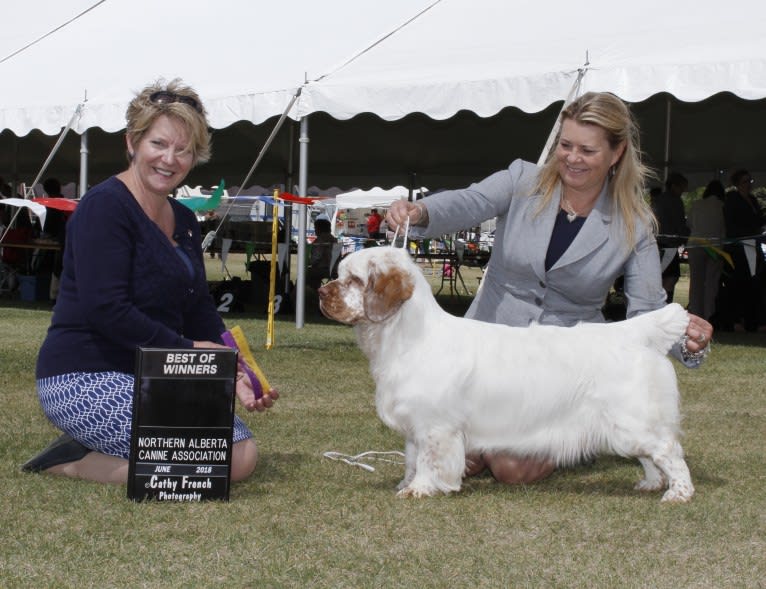 Daisy, a Clumber Spaniel tested with EmbarkVet.com