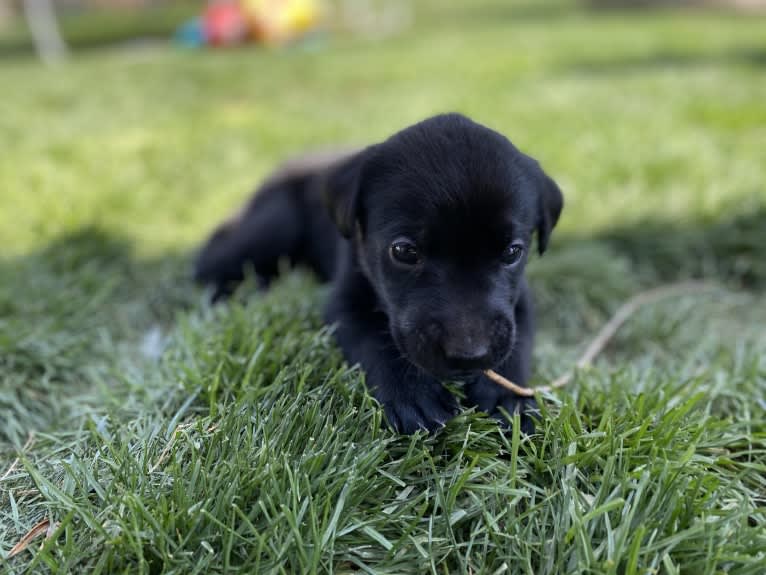 George, a Labrador Retriever and Belgian Malinois mix tested with EmbarkVet.com