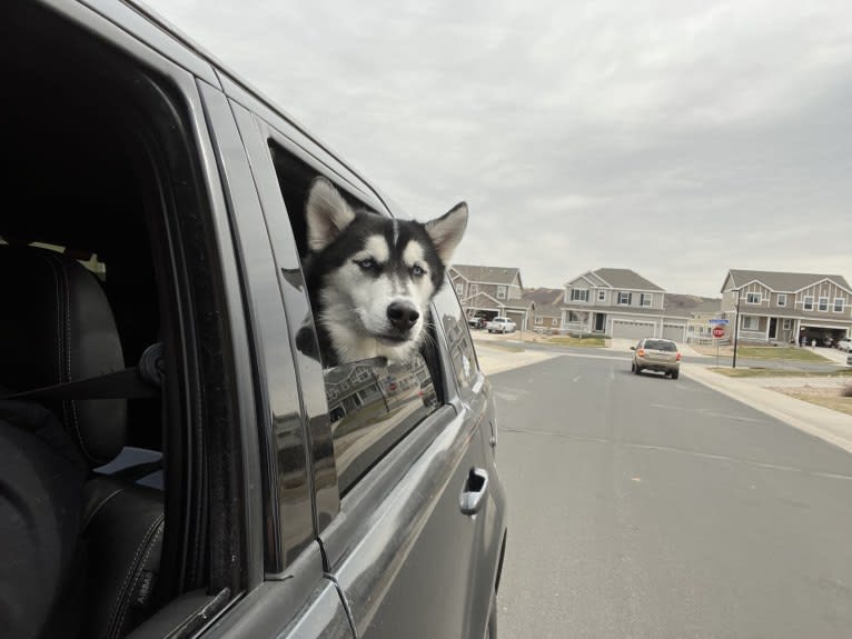 Drake Flynn, a Siberian Husky tested with EmbarkVet.com