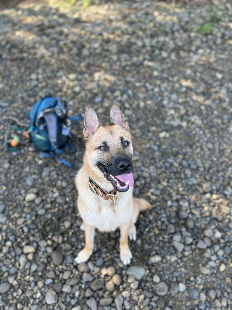 Everhett, a German Shepherd Dog and Australian Cattle Dog mix tested with EmbarkVet.com