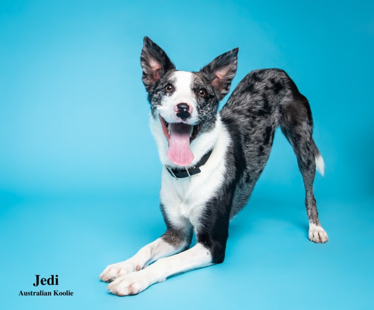 Jedi, a Koolie tested with EmbarkVet.com