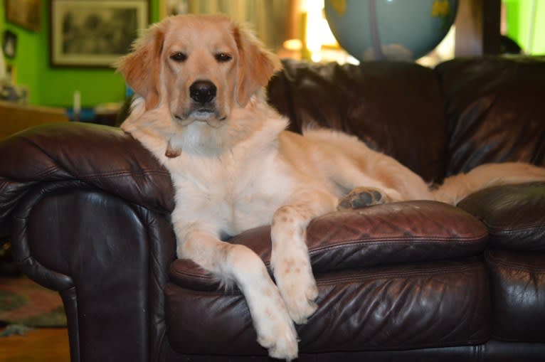 casper, a Great Pyrenees and Labrador Retriever mix tested with EmbarkVet.com