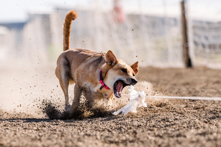 Lady Nala Bear BCF, a Carolina Dog tested with EmbarkVet.com