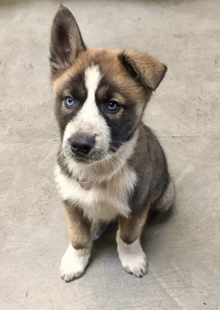 Charlie Wyatt, a Siberian Husky and Australian Cattle Dog mix tested with EmbarkVet.com