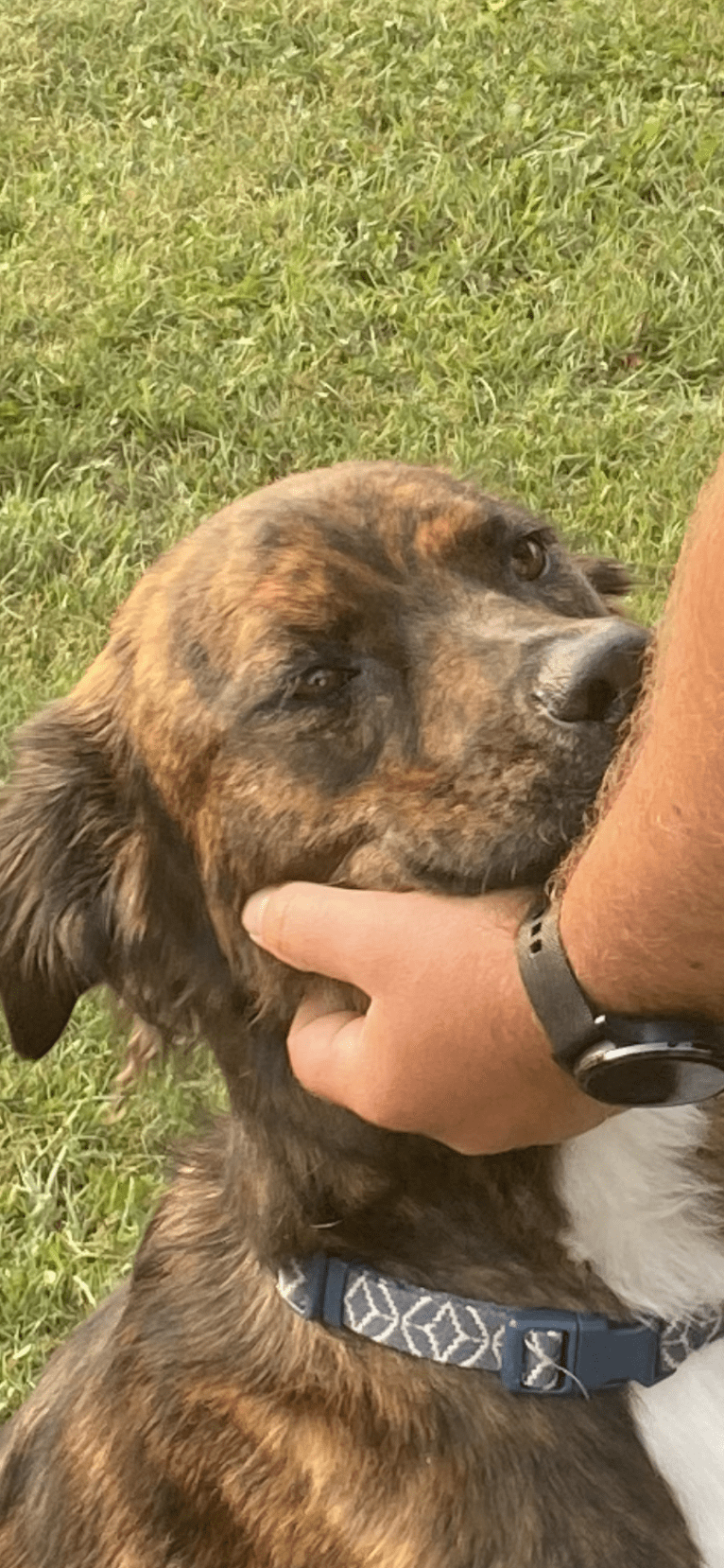 Cori, an American Pit Bull Terrier and Boxer mix tested with EmbarkVet.com