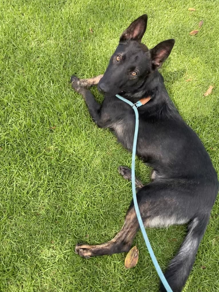 Ronan, a German Shepherd Dog and Belgian Malinois mix tested with EmbarkVet.com
