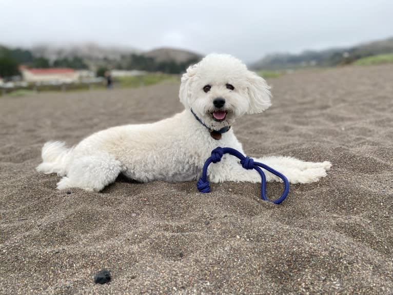 Phil, a Poodle (Small) and Lhasa Apso mix tested with EmbarkVet.com