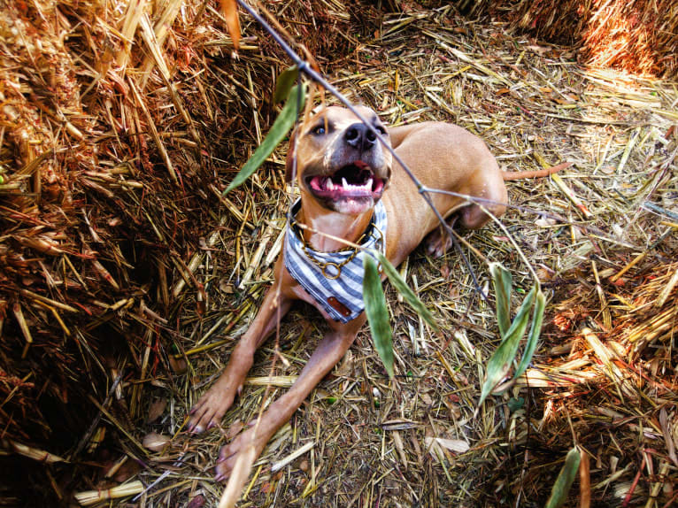 Lucian, an American Pit Bull Terrier and Rat Terrier mix tested with EmbarkVet.com