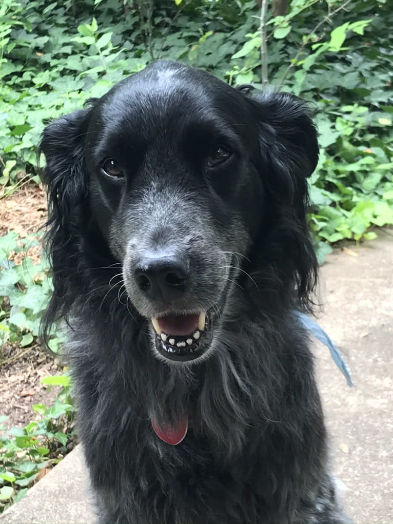 Fred, a Golden Retriever and Great Pyrenees mix tested with EmbarkVet.com