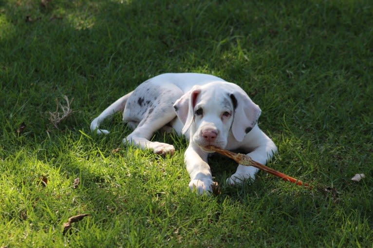 Urso, a Great Dane tested with EmbarkVet.com