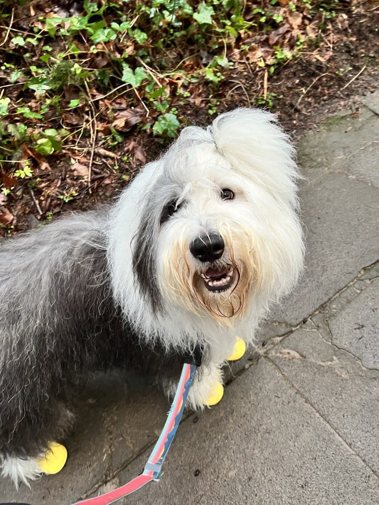 Arlo, an Old English Sheepdog tested with EmbarkVet.com