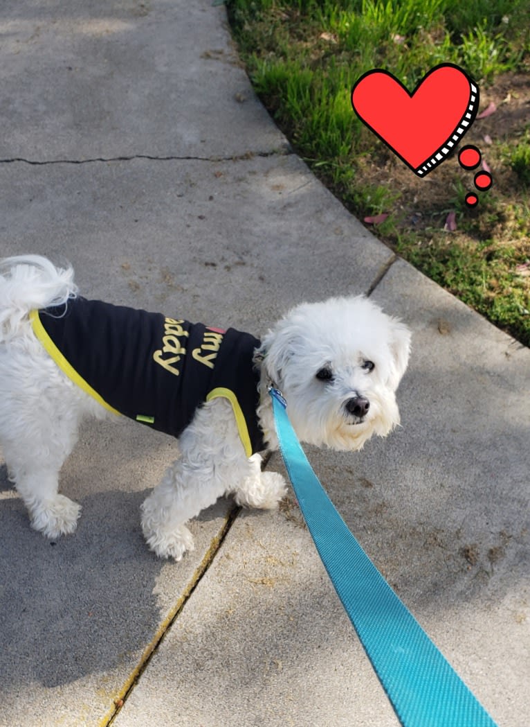 Benji, a Poodle (Small) and Bichon Frise mix tested with EmbarkVet.com