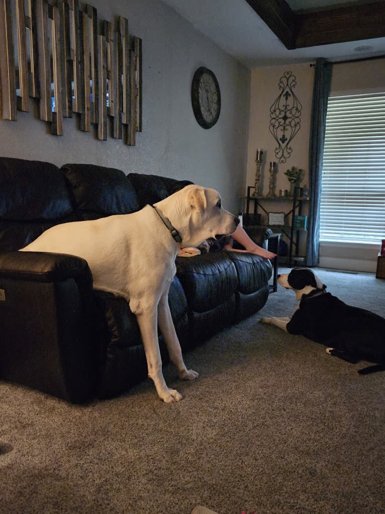 Riggs, a Great Pyrenees and Great Dane mix tested with EmbarkVet.com