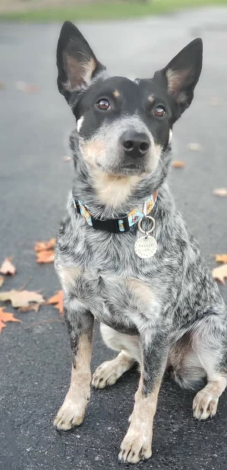 Millie AKA The Masked Millie, an Australian Cattle Dog tested with EmbarkVet.com