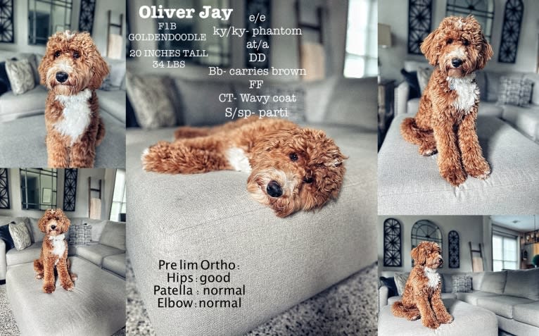 Oliver, a Goldendoodle tested with EmbarkVet.com