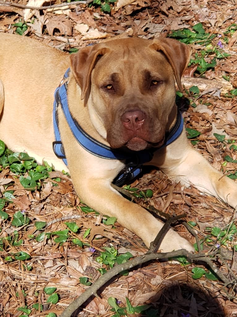 BELLA, a Boerboel tested with EmbarkVet.com