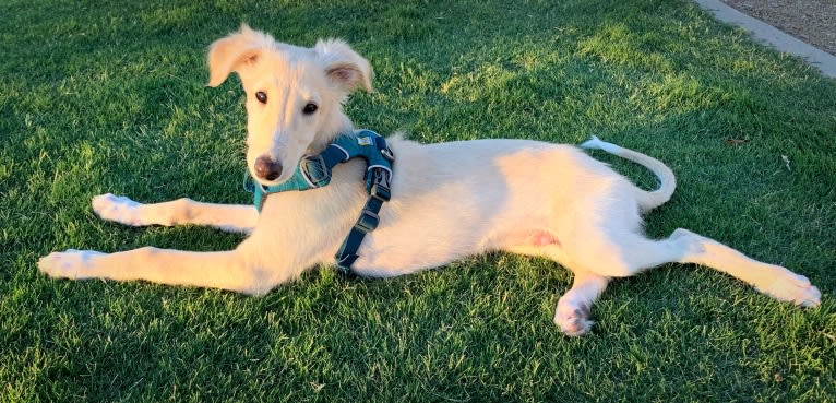 Ace, a Silken Windhound tested with EmbarkVet.com