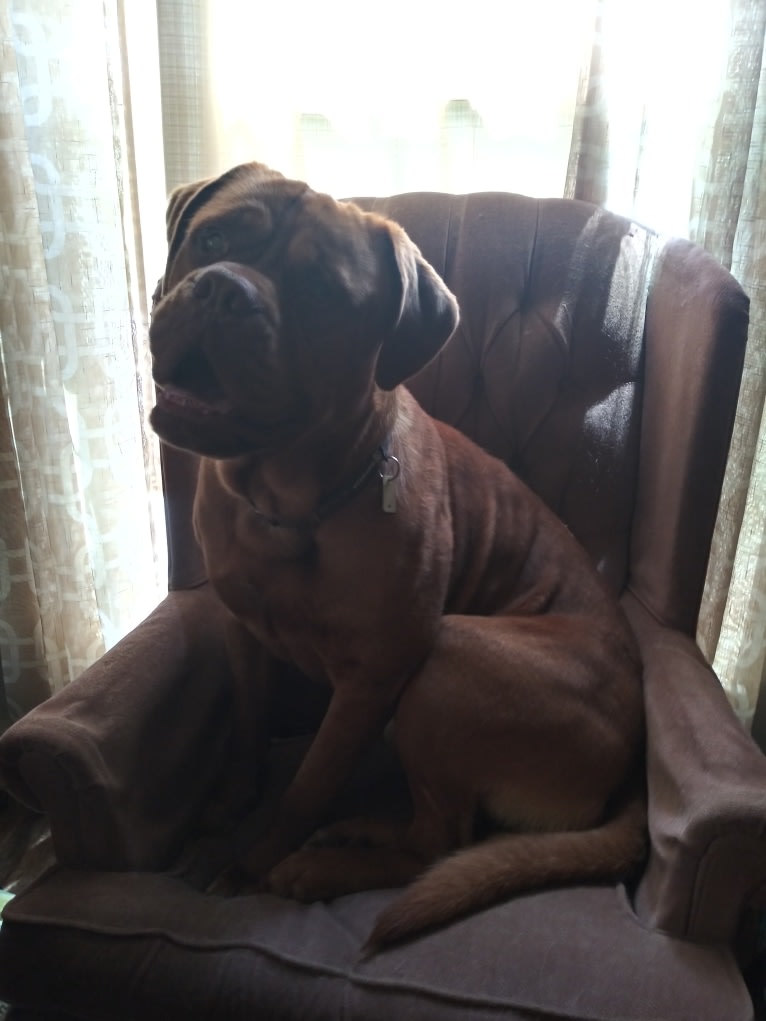 Brutis II, a Dogue de Bordeaux tested with EmbarkVet.com