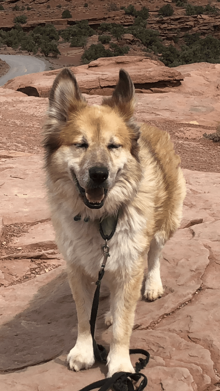 Cody, a German Shepherd Dog and Chow Chow mix tested with EmbarkVet.com