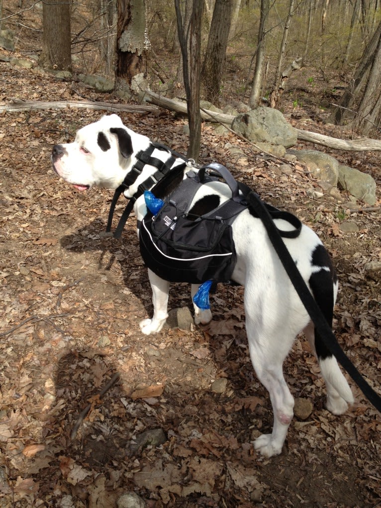 Charlie, an American Pit Bull Terrier and American Bulldog mix tested with EmbarkVet.com