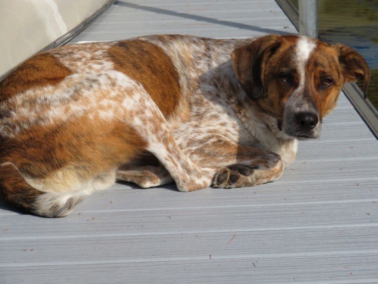 Ruger, an Australian Cattle Dog and Beagle mix tested with EmbarkVet.com