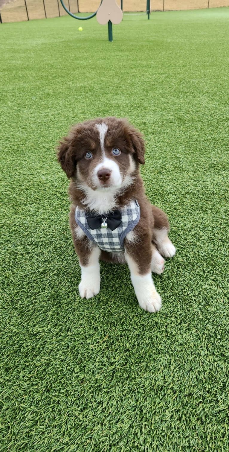 Hazelnut, a Border Collie and Siberian Husky mix tested with EmbarkVet.com