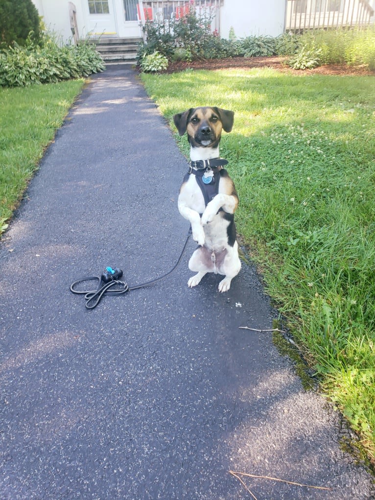 Zero, a Russell-type Terrier tested with EmbarkVet.com