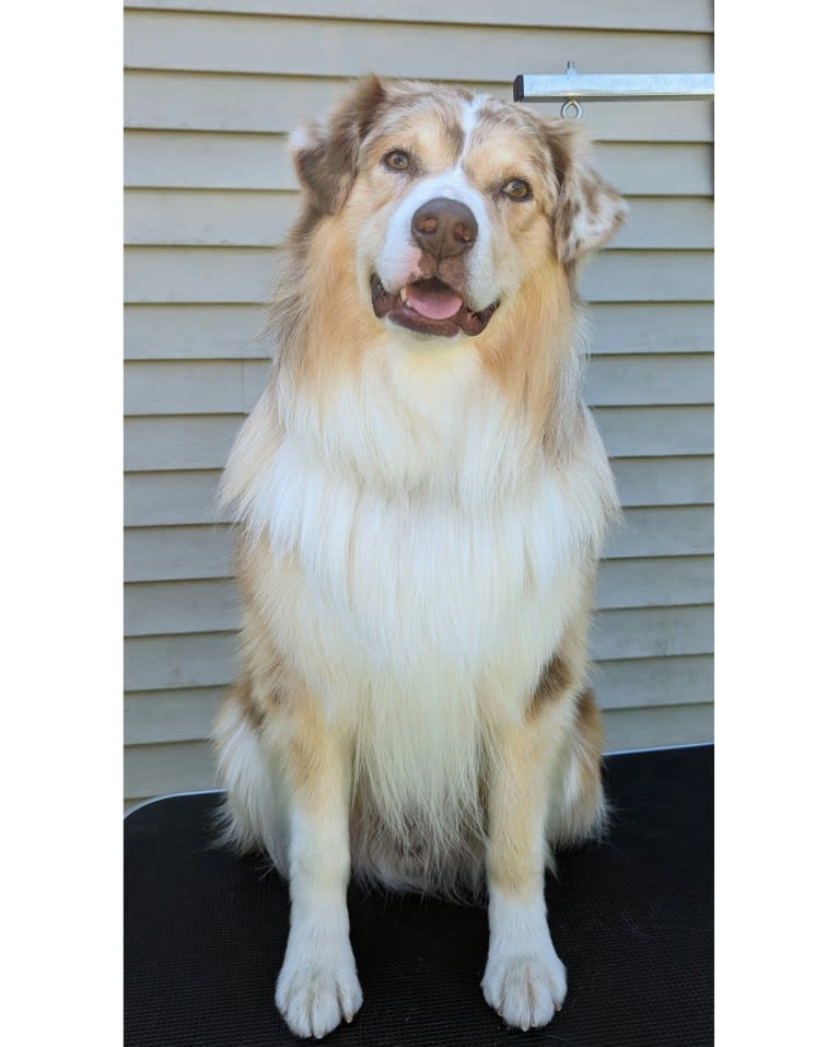 Neville, an Australian Shepherd tested with EmbarkVet.com