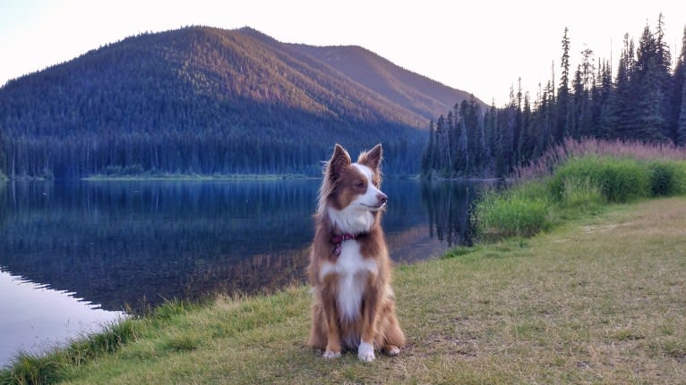 Koda, an Australian Shepherd tested with EmbarkVet.com