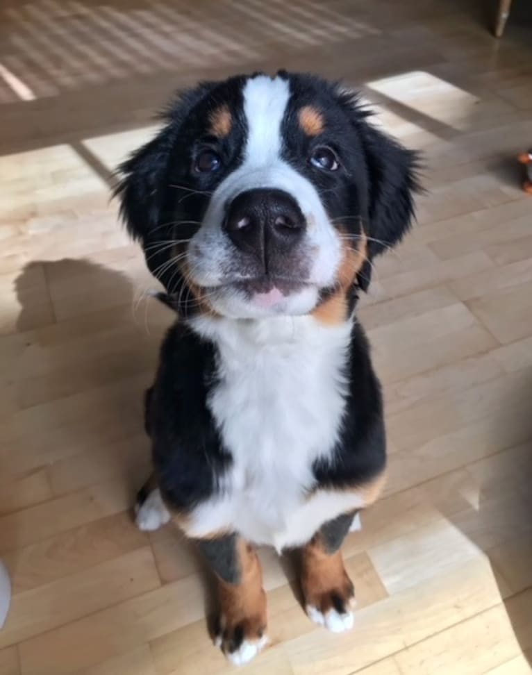 Teddy, a Bernese Mountain Dog tested with EmbarkVet.com