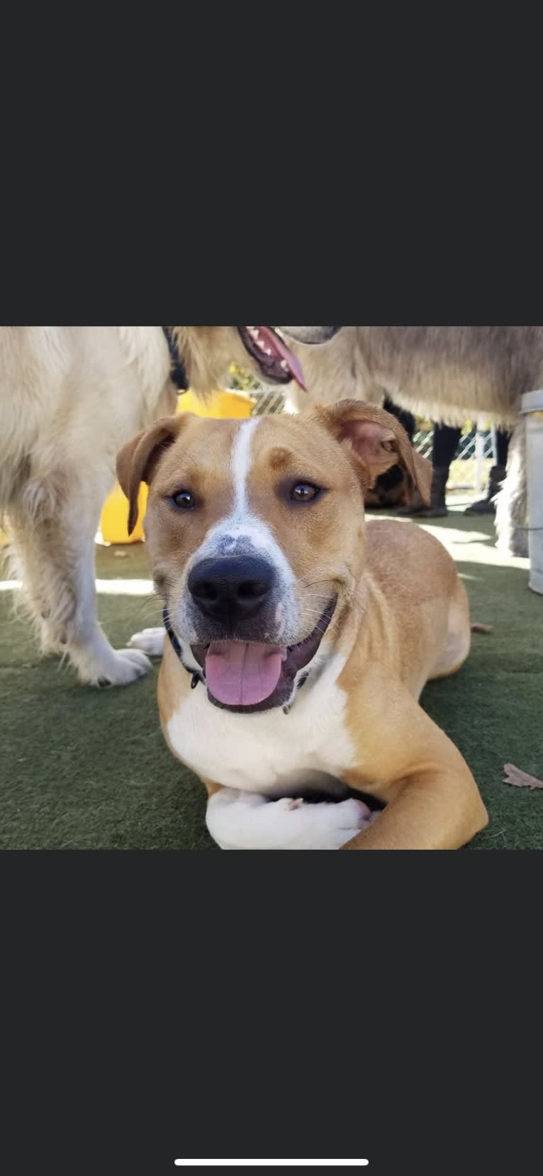 Ronan, an American Pit Bull Terrier and Siberian Husky mix tested with EmbarkVet.com