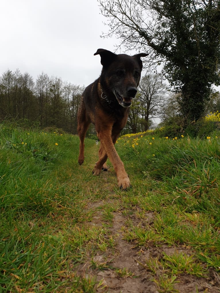 Alfie, a Belgian Malinois and Rottweiler mix tested with EmbarkVet.com