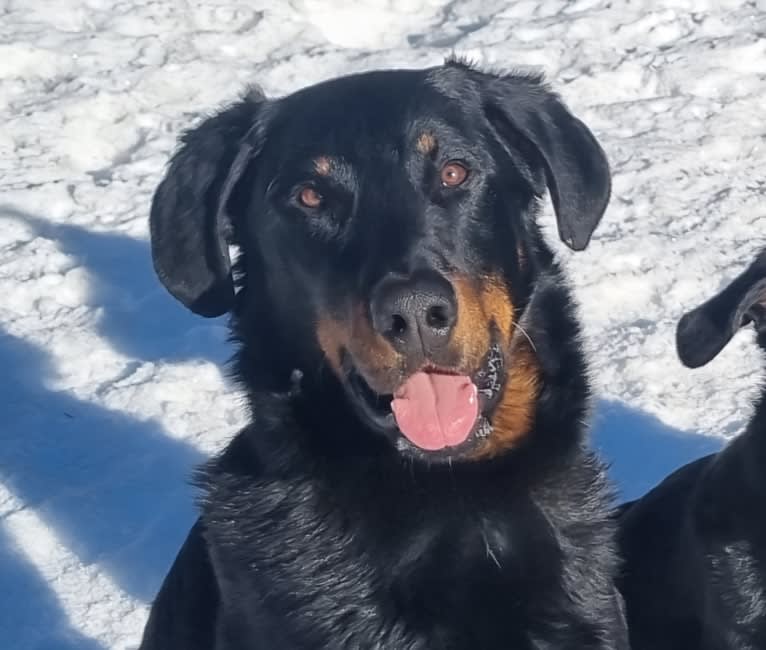 Agriper's Aaron, a Beauceron tested with EmbarkVet.com
