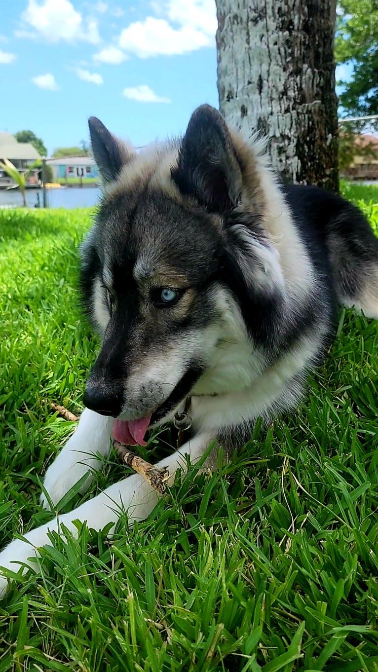 KYLO, a Siberian Husky tested with EmbarkVet.com