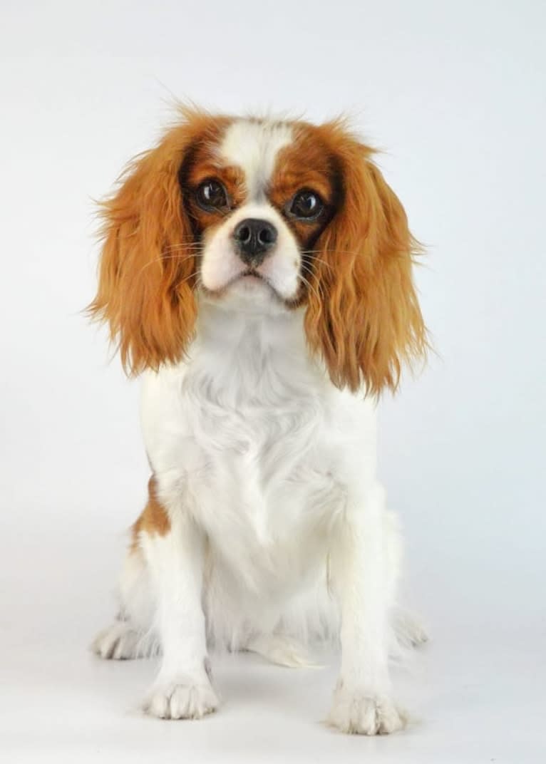 Bess, a Cavalier King Charles Spaniel tested with EmbarkVet.com
