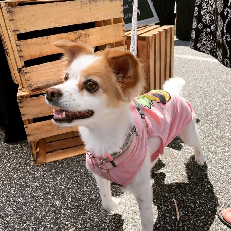 Betty Freckles, a Chinese Village Dog and French Bulldog mix tested with EmbarkVet.com