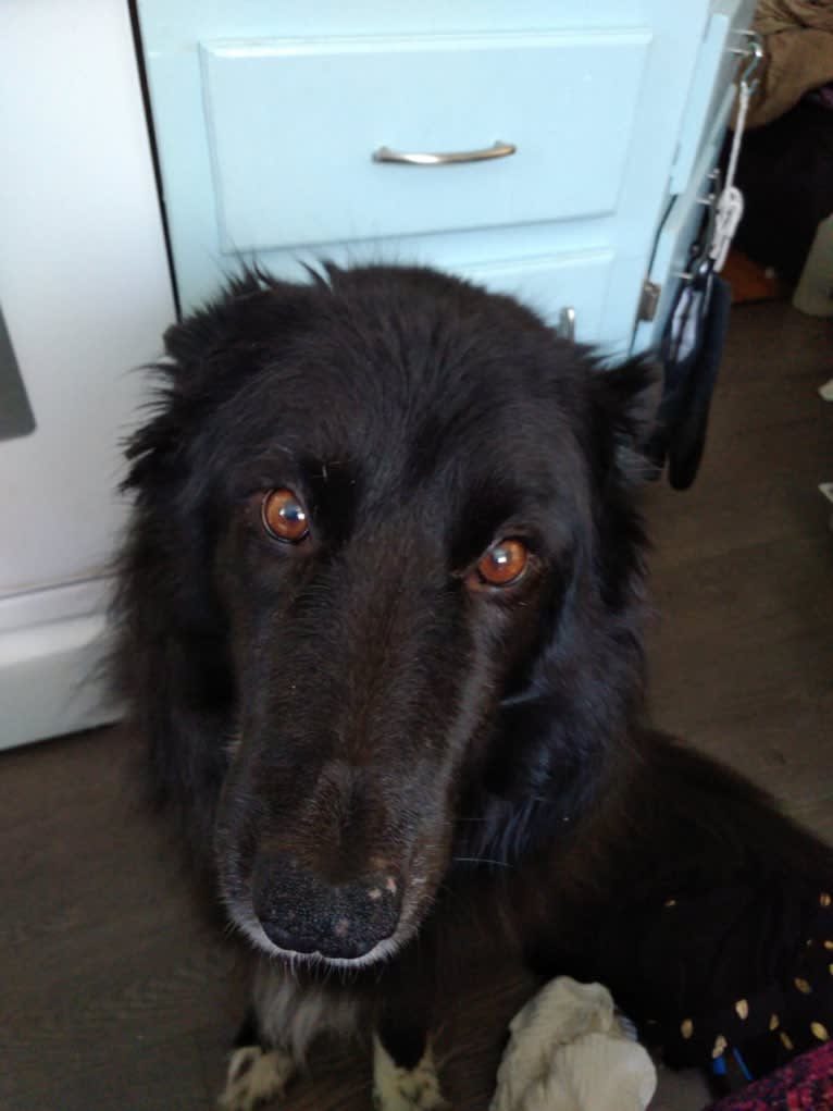 Kelly, a Border Collie and Canadian Eskimo Dog mix tested with EmbarkVet.com