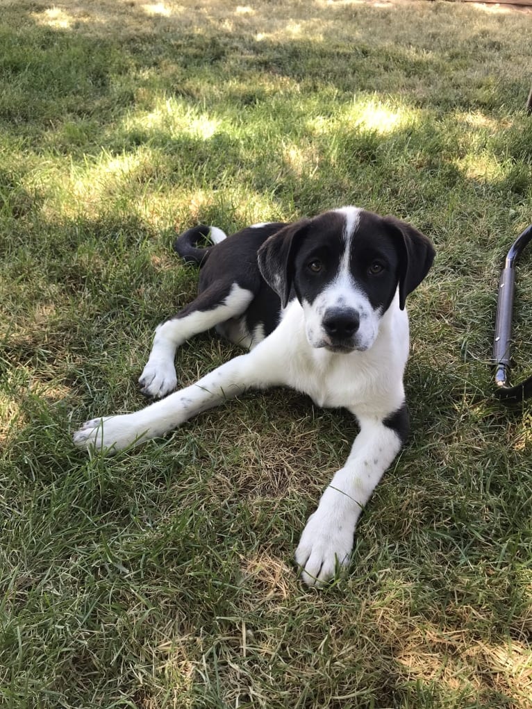 Theodore Ellington, an American Pit Bull Terrier and Siberian Husky mix tested with EmbarkVet.com