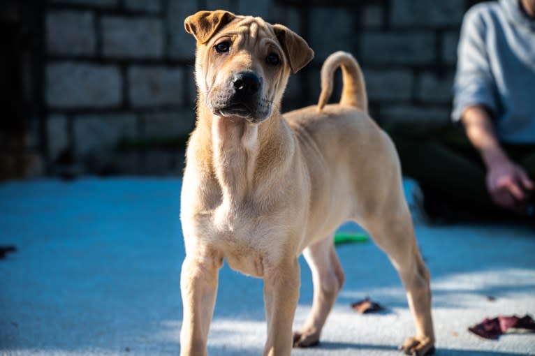 Delilah Pei, a Hong Kong Village Dog tested with EmbarkVet.com