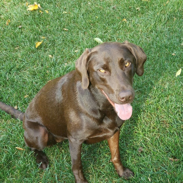 Bree, a Labrador Retriever tested with EmbarkVet.com