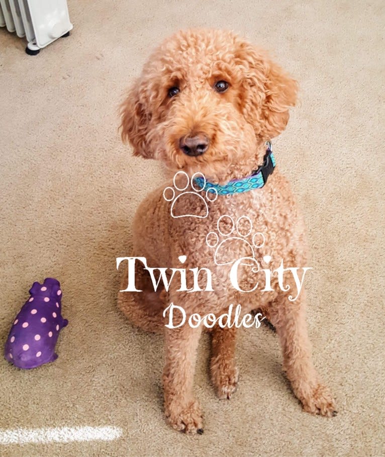 Photo of Millie, a Goldendoodle  in Englewood, TN, USA