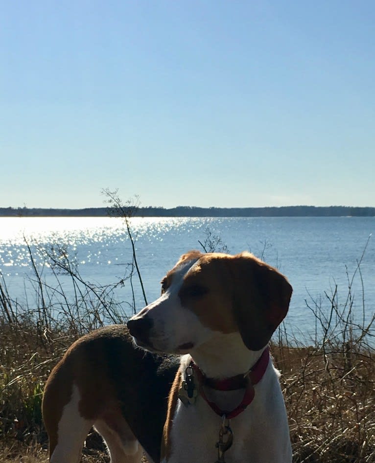 Riggins, an American Foxhound tested with EmbarkVet.com