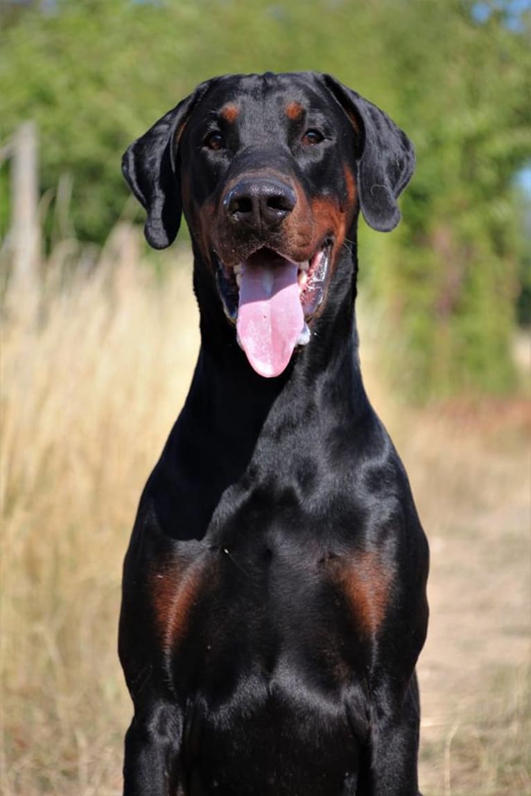 Tyson, a Doberman Pinscher tested with EmbarkVet.com